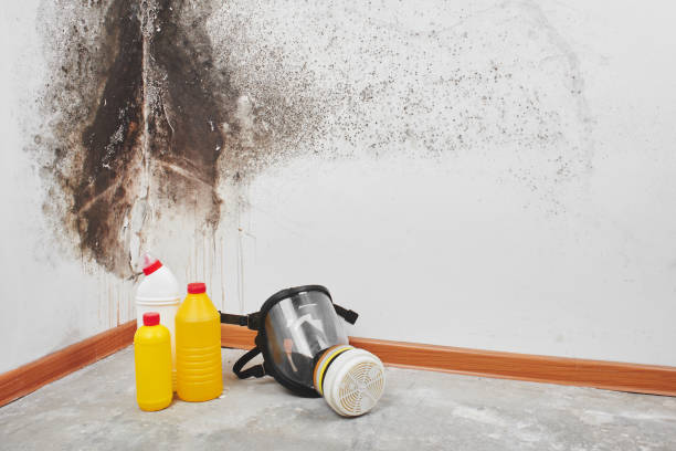 Best Attic Mold Remediation in Independence, KS