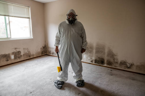 Best Black Mold Remediation in Independence, KS