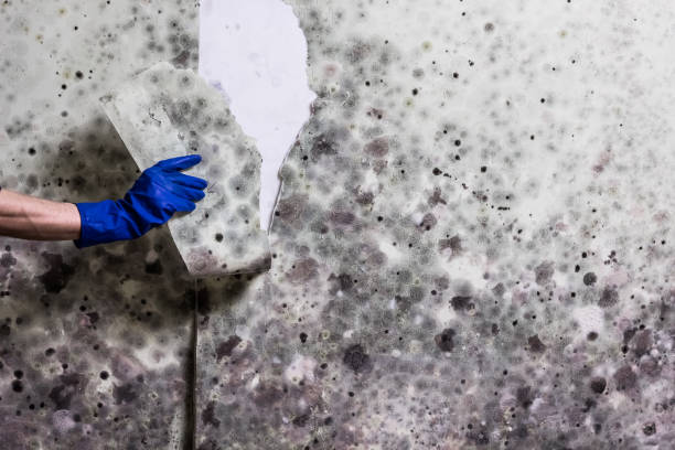 Best Bathroom Mold Remediation in Independence, KS