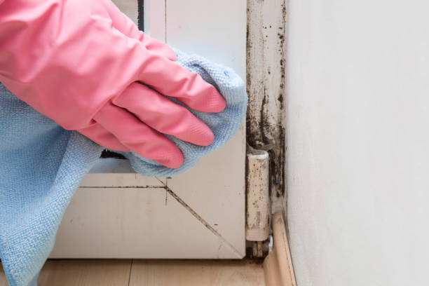 Best Basement Mold Remediation in Independence, KS